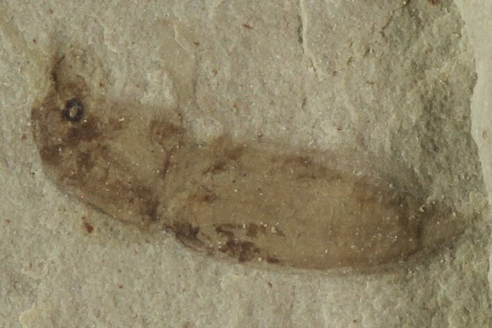 Beetle Fossil- Green River Formation, Utah #101568
